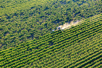Aerial view of Spray mist from pesticides in the vineyard in the district Ingenheim in Billigheim-Ingenheim in the state Rhineland-Palatinate, Germany