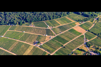 Aerial photograpy of Tasting stands in the vineyard for "Grenzenlos Wein" (Wine Without Borders). A German-French wine event featuring wines from our winemakers and neighboring Alsace, as well as local delicacies high above the village, with a magnificent view over the Rhine plain and into neighboring Wissembourg. in the district Schweigen in Schweigen-Rechtenbach in the state Rhineland-Palatinate, Germany