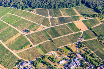 Oblique view of Tasting stands in the vineyard for "Grenzenlos Wein" (Wine Without Borders). A German-French wine event featuring wines from our winemakers and neighboring Alsace, as well as local delicacies high above the village, with a magnificent view over the Rhine plain and into neighboring Wissembourg. in the district Schweigen in Schweigen-Rechtenbach in the state Rhineland-Palatinate, Germany