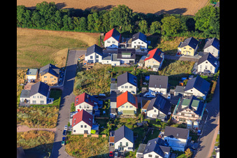 Daffodil Path in Kandel in the state Rhineland-Palatinate, Germany out of the air