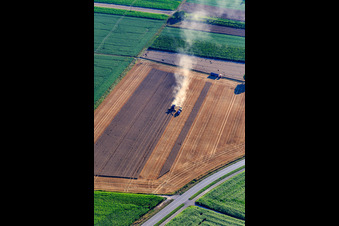 Aerial view of Grain harvest with combine harvester in action in Minfeld in the state Rhineland-Palatinate, Germany