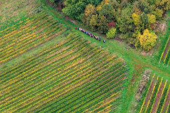 Hiking group between forest and vineyard in Dörrenbach in the state Rhineland-Palatinate, Germany