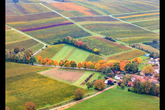 Autumn-colored avenue along the K24 in Dierbach in the state Rhineland-Palatinate, Germany