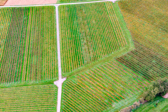 Aerial view of Vine row pattern in Barbelroth in the state Rhineland-Palatinate, Germany