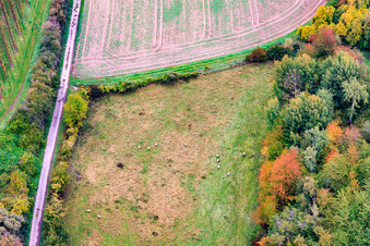Sheep pasture in Barbelroth in the state Rhineland-Palatinate, Germany