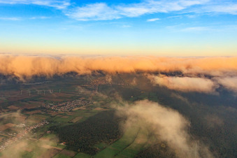 Cattle drive under clouds in the evening from the west in Minfeld in the state Rhineland-Palatinate, Germany