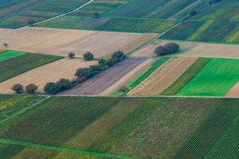 Vineyards in the Deep Valley in the district Mühlhofen in Billigheim-Ingenheim in the state Rhineland-Palatinate, Germany