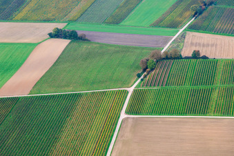 Fields and vineyards in the Deep Valley in the district Mühlhofen in Billigheim-Ingenheim in the state Rhineland-Palatinate, Germany