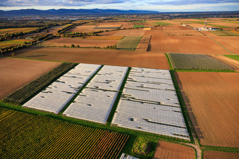 Aerial view of Vegetable field covered by a foil greenhouse in Insheim in the state Rhineland-Palatinate, Germany