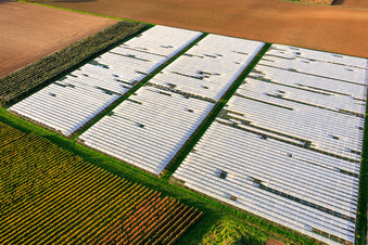 Aerial photograpy of Vegetable field covered by a foil greenhouse in Insheim in the state Rhineland-Palatinate, Germany
