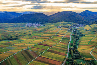 Aerial view of Autumnal vineyards in vibrant colors between Birnbach and Aalmühl along the wine trail Leinsweiler in Leinsweiler in the state Rhineland-Palatinate, Germany