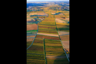 Aerial photograpy of Vineyards in autumnal colors between Dierbach and Oberhausen in Oberhausen in the state Rhineland-Palatinate, Germany