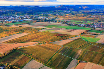 Vineyards ablaze with autumnal colors between Bad Bergzabern and Deutschhof in Kapellen-Drusweiler in the state Rhineland-Palatinate, Germany