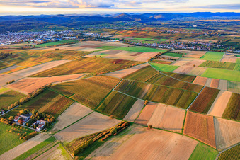 Aerial view of Vineyards ablaze with autumnal colors between Bad Bergzabern and Deutschhof in Kapellen-Drusweiler in the state Rhineland-Palatinate, Germany