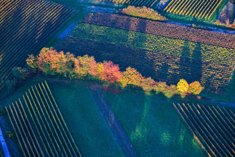 Brightly colored trees at the edge of the field in Dierbach in the state Rhineland-Palatinate, Germany