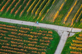 Walkers in the vineyard in Dierbach in the state Rhineland-Palatinate, Germany
