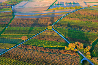 Vineyards ablaze with autumnal colors in the evening between Dierbach and Barbelroth in Dierbach in the state Rhineland-Palatinate, Germany