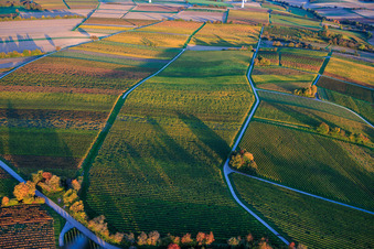 Vineyards awash in autumnal colors in the evening between Dierbach and Hergersweiler in Dierbach in the state Rhineland-Palatinate, Germany