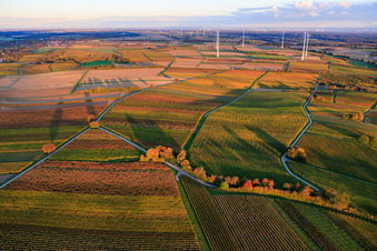 Vineyards awash in autumnal colors in the evening in front of the Freckenfeld wind farm in Dierbach in the state Rhineland-Palatinate, Germany