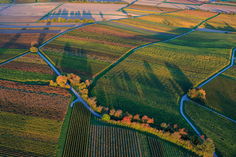 Aerial view of Vineyards ablaze with autumnal colors between Dierbach and Hergersweiler in Dierbach in the state Rhineland-Palatinate, Germany