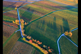 Aerial view of Vineyards awash in autumnal colors in the evening between 1000 and Hergersweiler in Dierbach in the state Rhineland-Palatinate, Germany