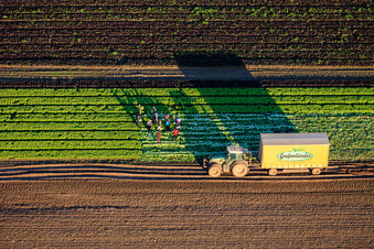 Harvest workers and a tractor harvesting lettuce in a vegetable field belonging to Grafenländer Gemüse. in Schwegenheim in the state Rhineland-Palatinate, Germany