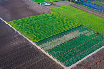 Vegetable and onion fields near the sports field in Freisbach in the state Rhineland-Palatinate, Germany