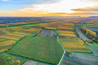 Aerial view of Vineyards in colorful autumn foliage in the evening light between Lingenfelder Graben and Hainbach in the district Niederhochstadt in Hochstadt in the state Rhineland-Palatinate, Germany