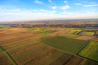 Fields and vineyards near Billigheimer Bruch in the district Mühlhofen in Billigheim-Ingenheim in the state Rhineland-Palatinate, Germany