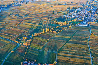 Oblique view of View of the village from the west, nestled between vineyards colored with autumnal hues, in the evening light. in Roschbach in the state Rhineland-Palatinate, Germany