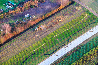 Sugar beet harvest with tractor in Zeiskam in the state Rhineland-Palatinate, Germany