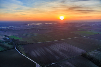 Ground fog at the cattle pasture at sunset in Freckenfeld in the state Rhineland-Palatinate, Germany