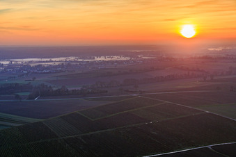Aerial view of Ground fog at the cattle pasture at sunset in Freckenfeld in the state Rhineland-Palatinate, Germany
