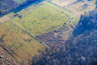 Sheep flocks graze in the Otterbach lowlands. in Kandel in the state Rhineland-Palatinate, Germany