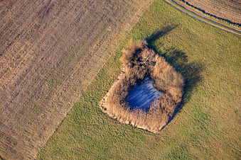 Frozen ponds in the floodplains in Leimersheim in the state Rhineland-Palatinate, Germany