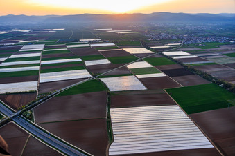 Bats covered with foil in the Vorderpfalz region in Meckenheim in the state Rhineland-Palatinate, Germany