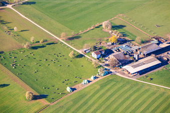 Knodel dairy farm with cow pasture in the district Langensteinbach in Karlsbad in the state Baden-Wuerttemberg, Germany