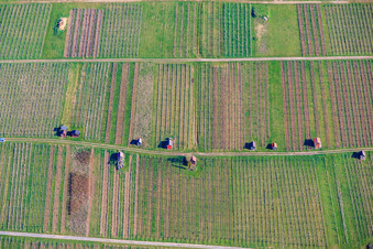 Vineyard huts on the Neuberg of the Dietlinger Klepberg and Ellmendinger Keulebuckel vineyards in the district Dietlingen in Keltern in the state Baden-Wuerttemberg, Germany