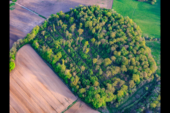 Overgrown plots at the former Grostenquin military airfield in Lixing-lès-Saint-Avold in the state Moselle, France
