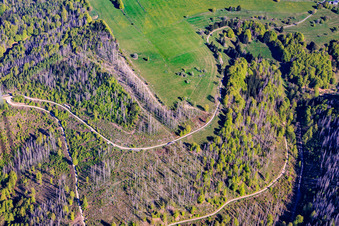 Thuringian forest areas severely damaged by bark beetles in the district Schnett in Masserberg in the state Thuringia, Germany