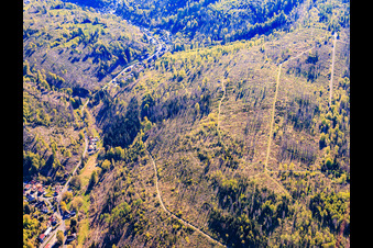 Thuringian forest areas severely damaged by bark beetles in the district Einsiedel in Masserberg in the state Thuringia, Germany