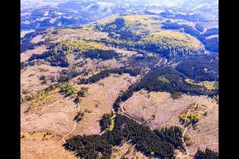 Thuringian forest areas severely damaged by bark beetles in the district Gießübel in Schleusegrund in the state Thuringia, Germany