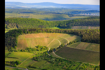 Vineyards between valley and forest facing south in Ramsthal in the state Bavaria, Germany