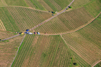 Wine Spring Festival at Pentecost in the vineyard. Large wine presentation amidst the "Kastanienbusch" vineyard (Most Beautiful Wine Festival in the Palatinate 2012) in Birkweiler in the state Rhineland-Palatinate, Germany