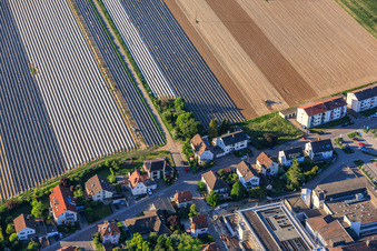 Asparagus fields beyond Zeppelin Street in Kandel in the state Rhineland-Palatinate, Germany