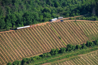 Wine Spring Festival at Pentecost in the vineyard. Large wine presentation amidst the "Kastanienbusch" vineyard (Most Beautiful Wine Festival in the Palatinate 2012) in Birkweiler in the state Rhineland-Palatinate, Germany