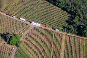 Wine Spring Festival at Pentecost in the vineyard. Large wine presentation amidst the "Kastanienbusch" vineyard (Most Beautiful Wine Festival in the Palatinate 2012) in Birkweiler in the state Rhineland-Palatinate, Germany