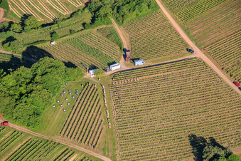 Wine Spring Festival at Pentecost in the vineyard. Large wine presentation amidst the "Kastanienbusch" vineyard (Most Beautiful Wine Festival in the Palatinate 2012) in Birkweiler in the state Rhineland-Palatinate, Germany