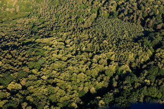 Flowering sweet chestnut trees in the Palatinate Forest in the district Schweigen in Schweigen-Rechtenbach in the state Rhineland-Palatinate, Germany