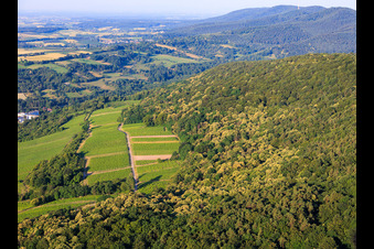 Flowering sweet chestnut trees in the Palatinate Forest in Wissembourg in the state Bas-Rhin, France